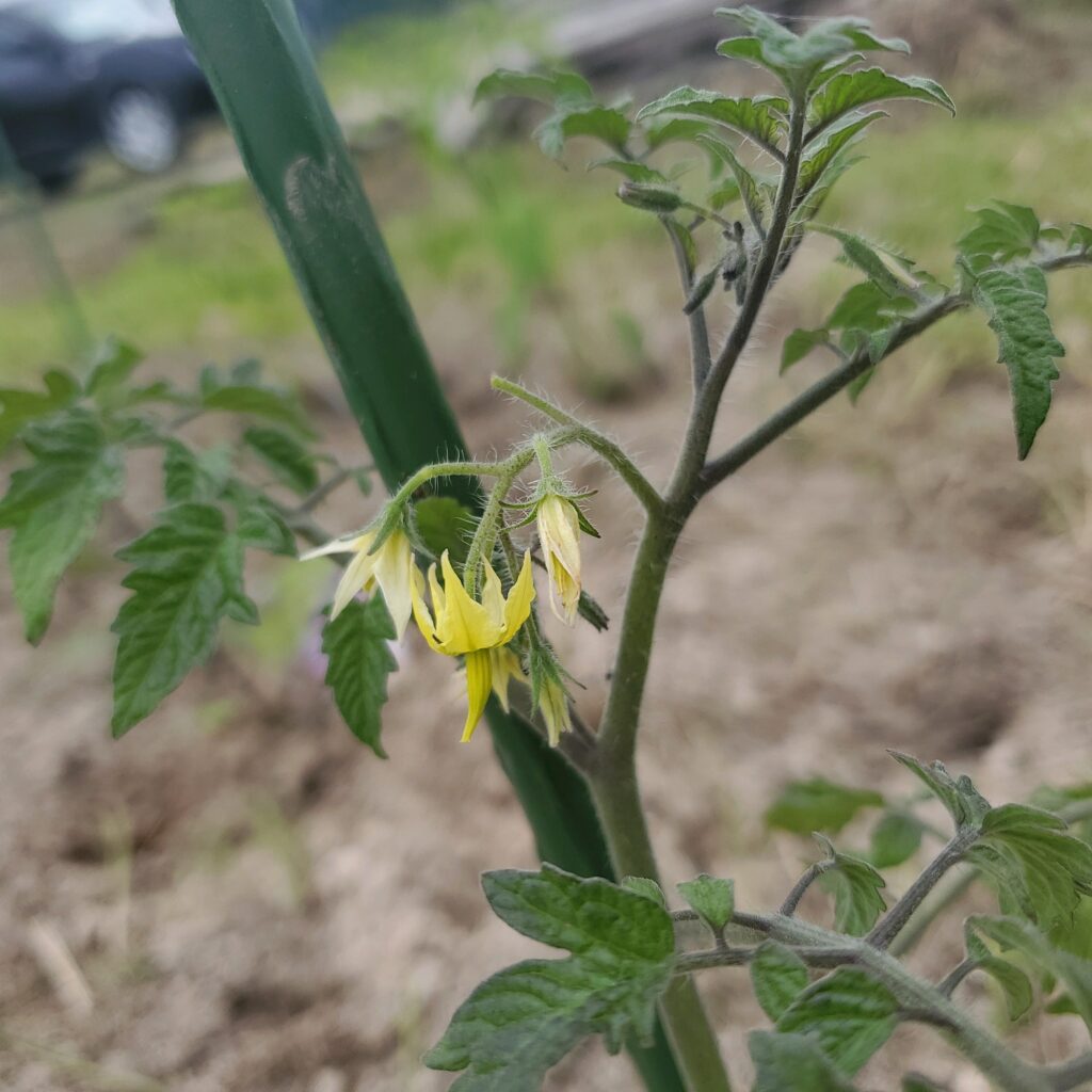 mini.tomato